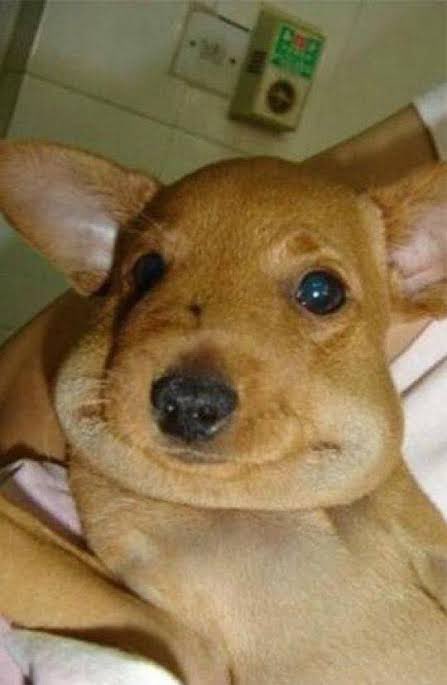 mininow_'s tweet photo. 🐶 https://t.co/GbcIcws71Q