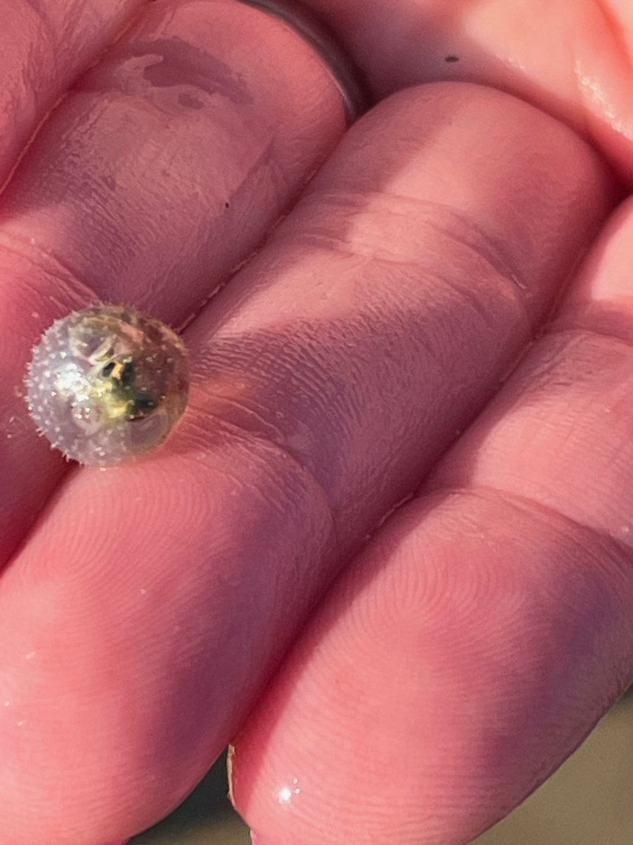 I need help from Marine biologist twitter: is this a baby puffer fish?  My friend’s daughter found it on the beach in North Carolina. #marinebiologist #oceanlife