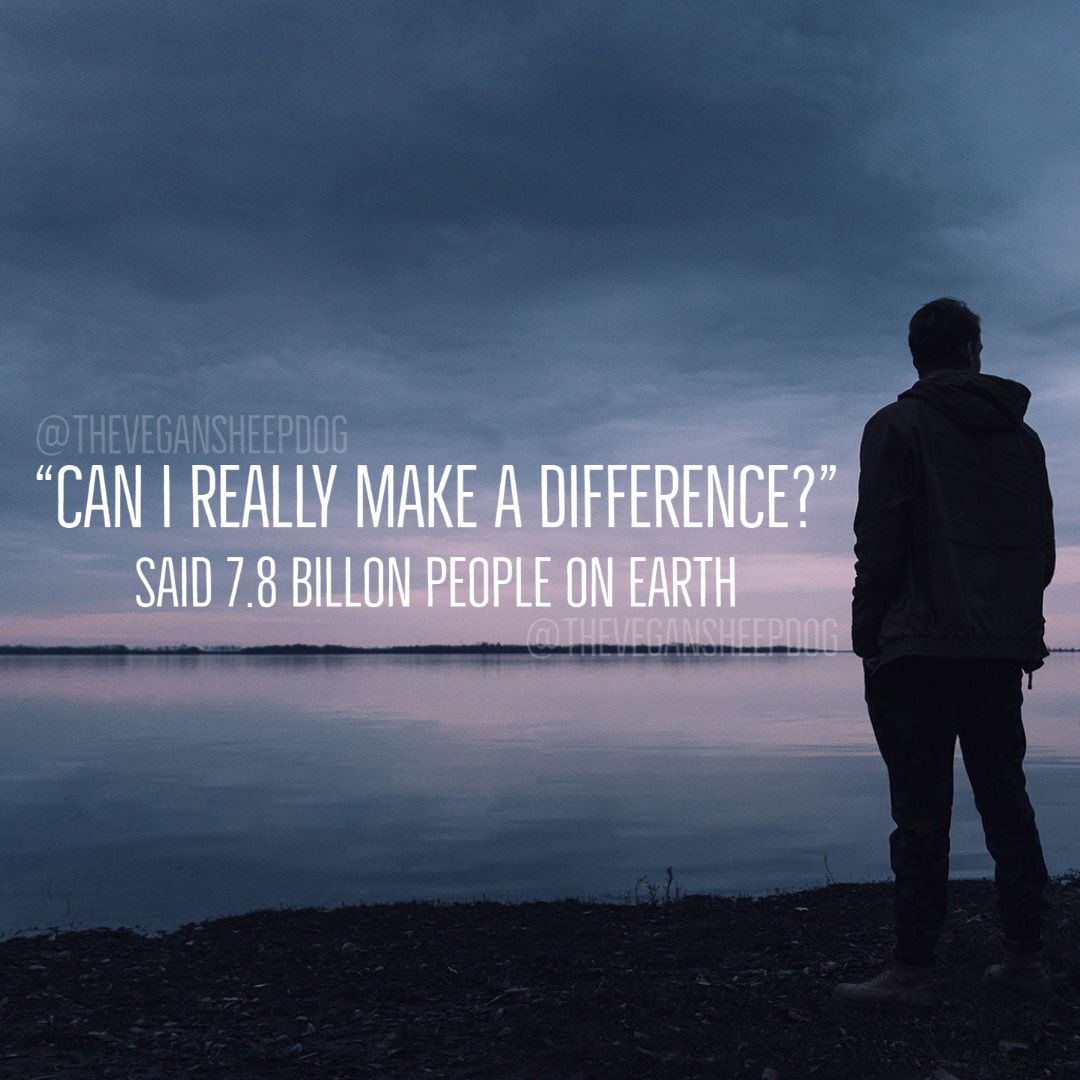 Whether you have 5, or 5,000 followers you may not know what your impact is to humans, but we all know what our impact on the animals is. Keep sharing, keep educating, and keep inspiring others to start making changes. 
#people #planet #difference #encrouage #inspire #vegan