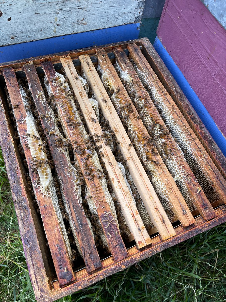 Bienvenue à l’intérieur d’une ruche. 🐝

#abeille #apiculture #apiculteur #natureisbeautiful #nature #insect #insects #soutenirlesabeilles  #beekeeping #bee #beekeeper #savethebees #bees #impactpositif #environnement #rse #agirpourlaplanete #biodiversité #biodivertsity