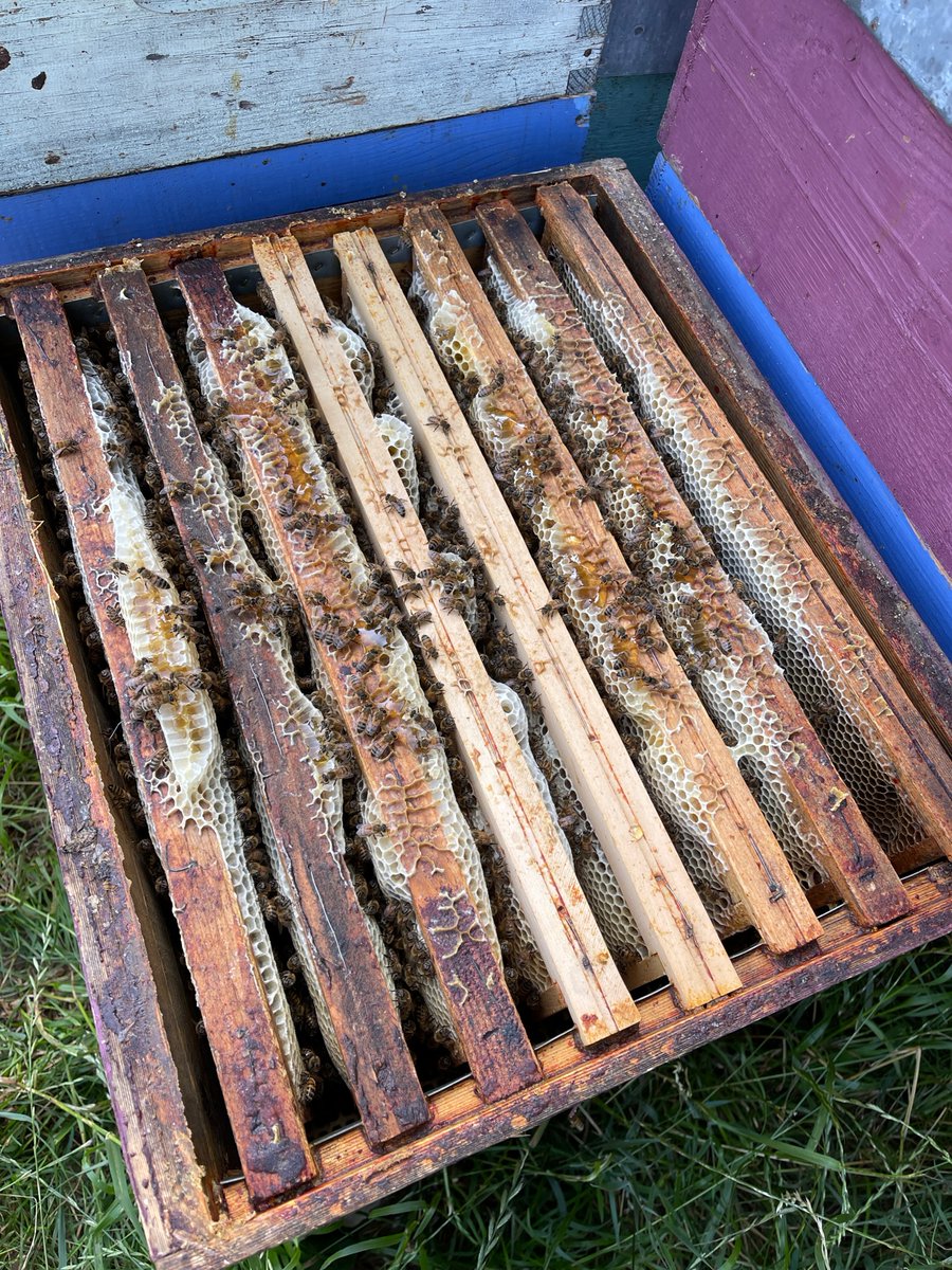 Association Confidences d'Abeilles tweet media
