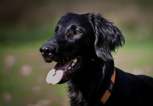 私的イヌ化💜はコレ
フラットコーテッドレトリーバー

写真素材
1枚目　dogplusme
2枚目　WanQol