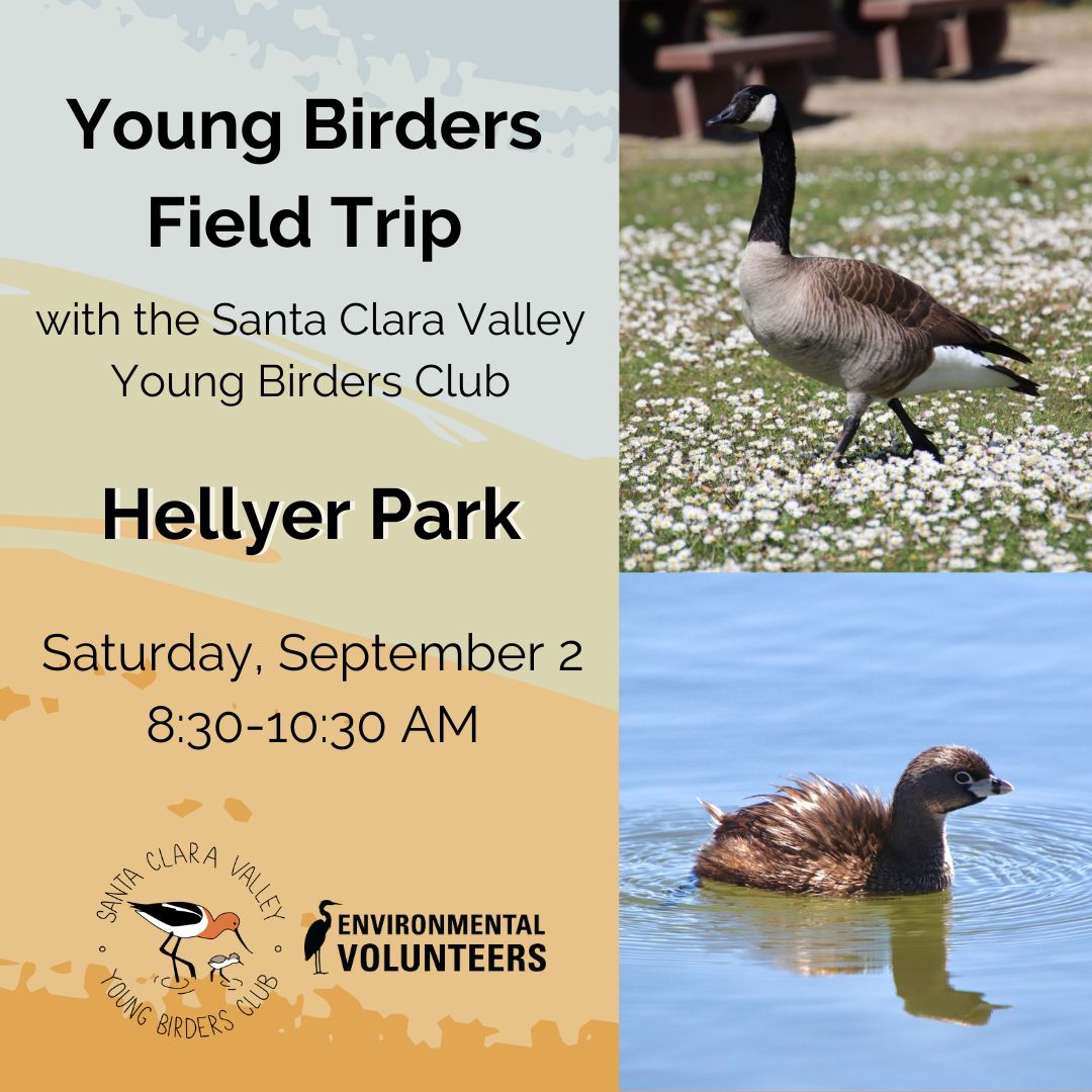 Join the #YoungBirders club at #HellyerPark Sat. 9/2 8:30-10:30. Ages 10+ RSVP at ow.ly/p4yU50PB2xS #Birding  #birdwatching #birdingadventure
