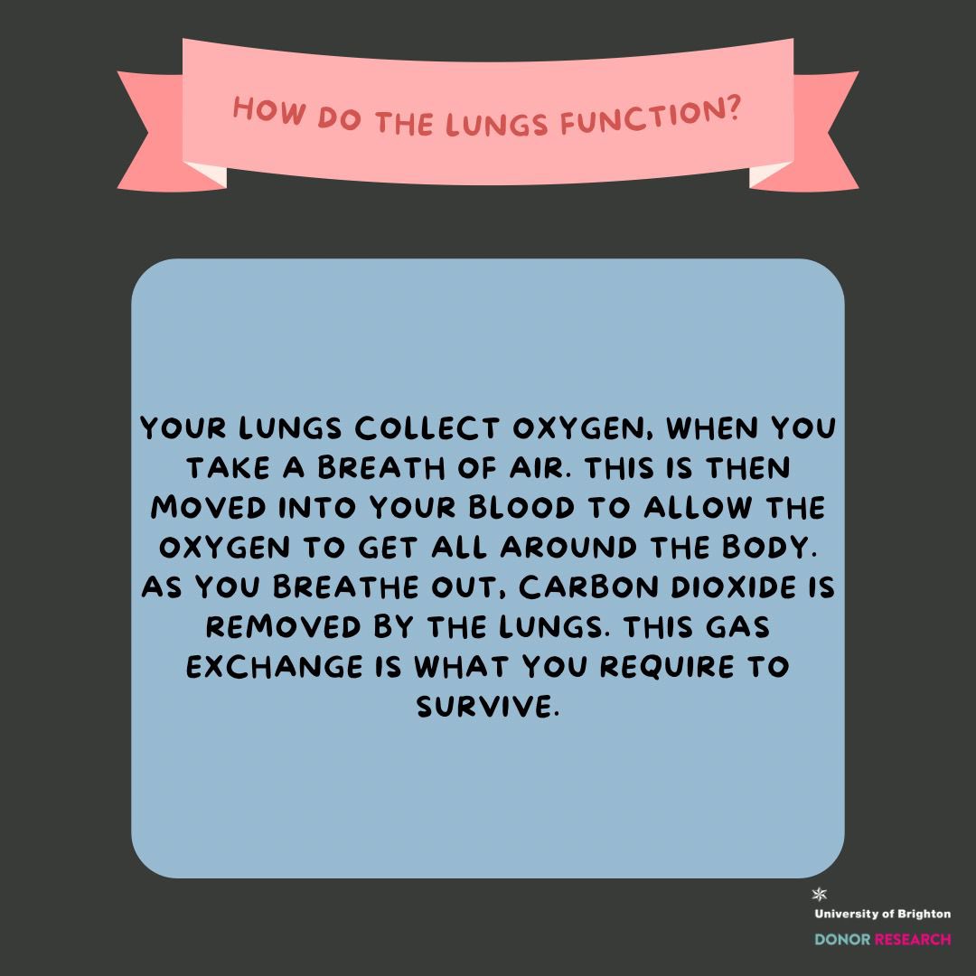 DonorsResearch's tweet image. What do our lungs do?

#lungfunction #organdonation #nhsbt
