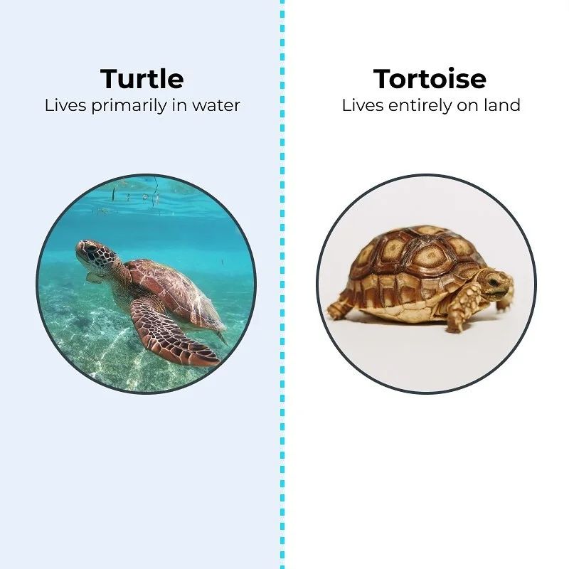EnglishCliniq_'s tweet photo. Know the difference. https://t.co/6a4wW0skE0