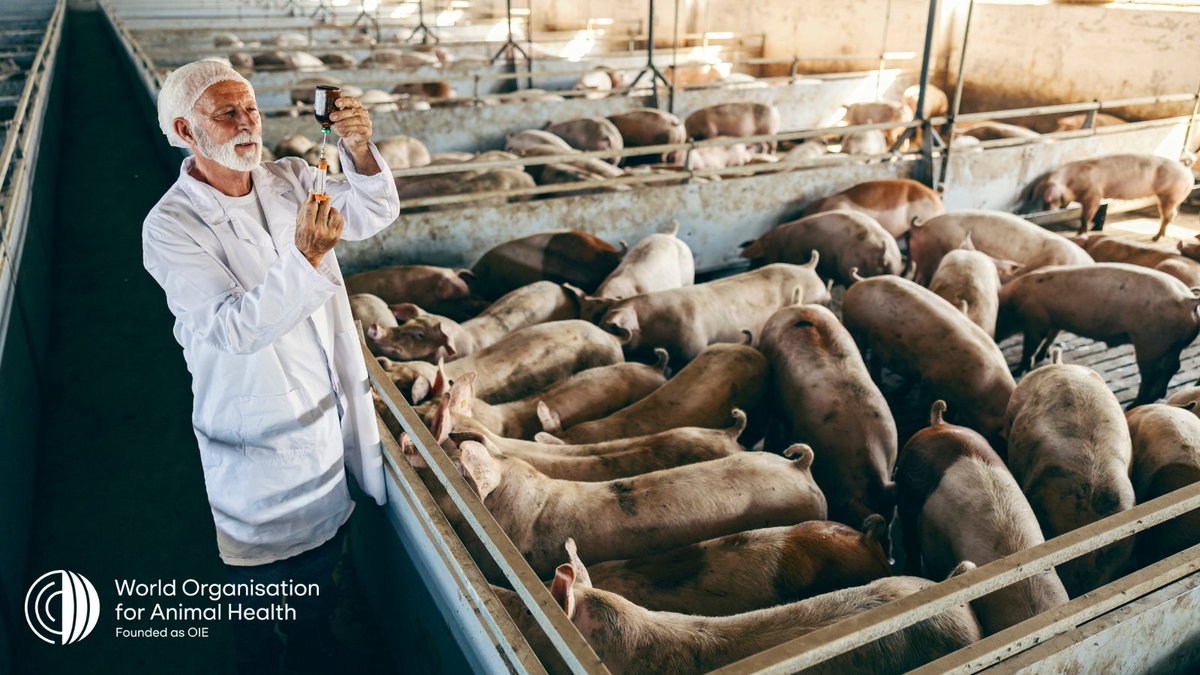 The #vaccination of animals helps to prevent severe and deadly animal diseases and reduces the need to use #antimicrobials, therefore enabling the protection of #animalhealth and ensuring #foodsecurity.

Don’t hesitate, vaccinate against animal diseases for #EveryonesHealth!