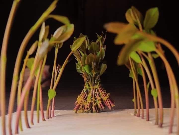 رانسولان tweet media