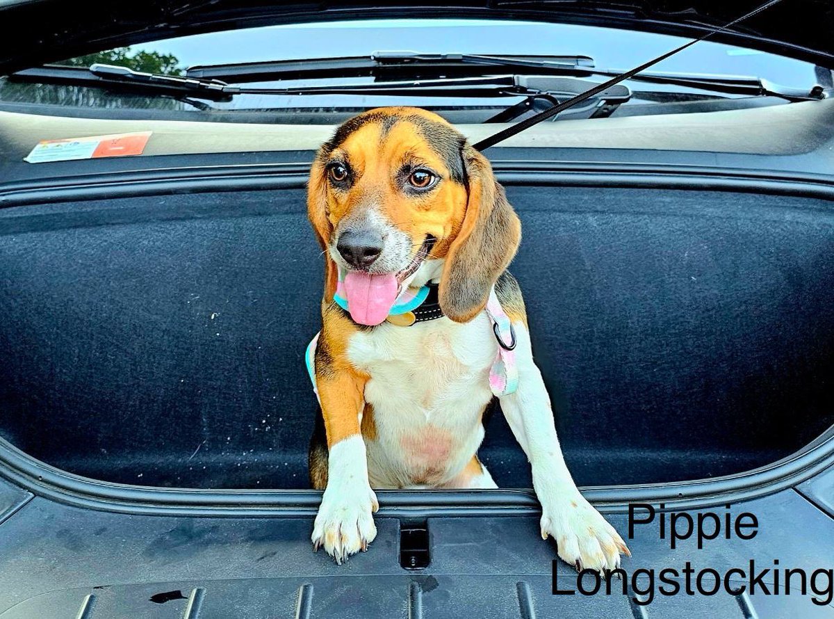 Earl of FrunkPuppy tweet media