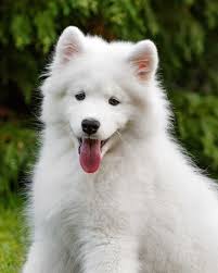 AdrienMeluc's tweet photo. @levraiZOZZ Pardon

Chien >>>>>>>>>>>>>>>>>>> Ratons laveurs https://t.co/zsNXWADR0O