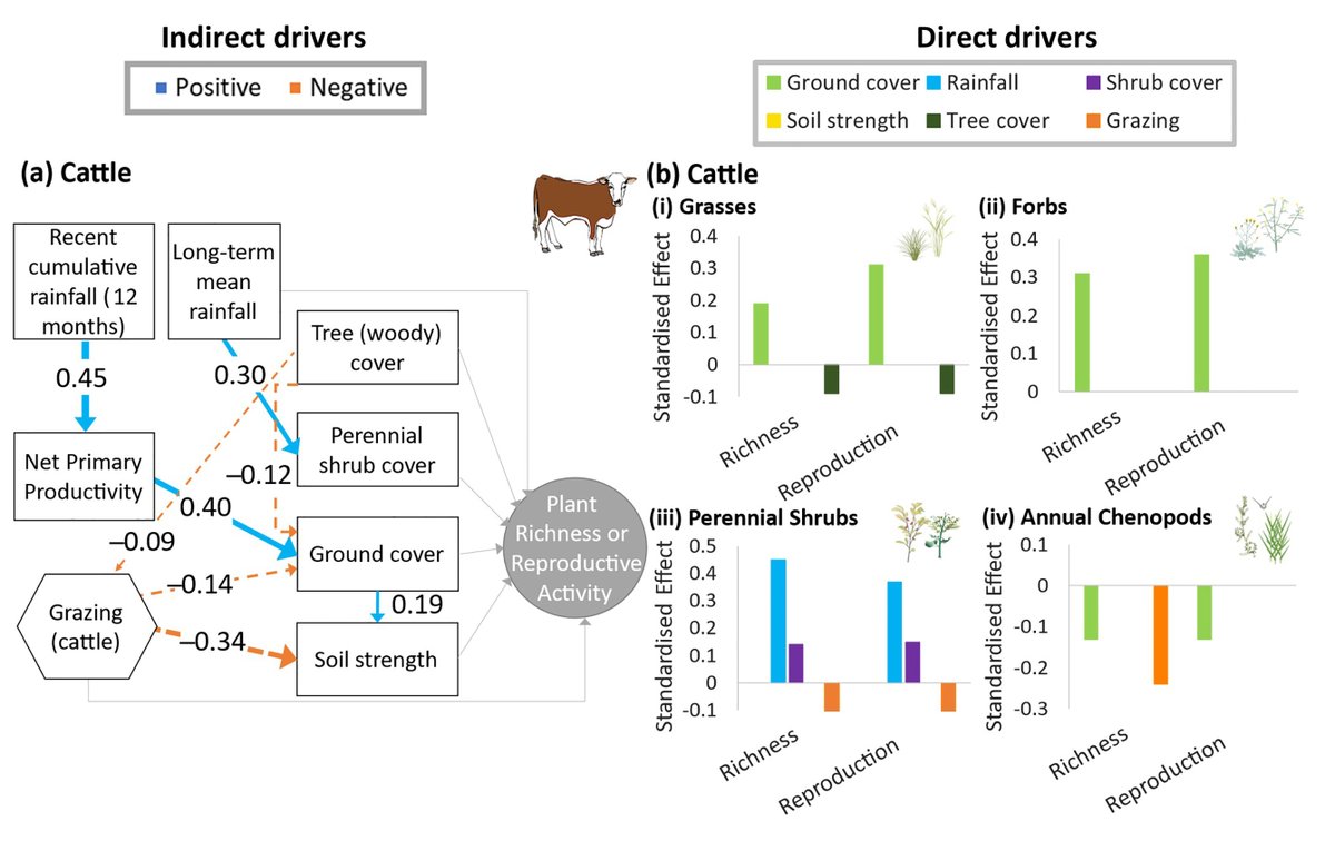 Ecological Applications (@esaapplications) on Twitter photo New in <a href="/ESAApplications/">Ecological Applications</a>:
Long-term livestock exclusion increases plant richness and reproductive capacity in arid woodlands
doi.org/10.1002/eap.29…
With #OpenData in <a href="/datadryad/">Dryad</a>
#Restoration
#Drylands
<a href="/ayeshatulloch/">Ayesha 🏳️🌈🦄🐕🦜🌿🌈🧘♀️🎻🏝</a> <a href="/AarontheEcolog/">Aaron Greenville</a> <a href="/desert_ecology/">Glenda Wardle</a> <a href="/TERN_Aus/">TERN</a> <a href="/BushHeritage/">Bush Heritage Australia</a> New in <a href="/ESAApplications/">Ecological Applications</a>:
Long-term livestock exclusion increases plant richness and reproductive capacity in arid woodlands
doi.org/10.1002/eap.29…
With #OpenData in <a href="/datadryad/">Dryad</a>
#Restoration
#Drylands
<a href="/ayeshatulloch/">Ayesha 🏳️🌈🦄🐕🦜🌿🌈🧘♀️🎻🏝</a> <a href="/AarontheEcolog/">Aaron Greenville</a> <a href="/desert_ecology/">Glenda Wardle</a> <a href="/TERN_Aus/">TERN</a> <a href="/BushHeritage/">Bush Heritage Australia</a>