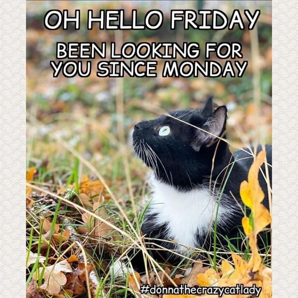 Laurence Weinreich, MA, MBA (@lonerepublican) on Twitter photo 