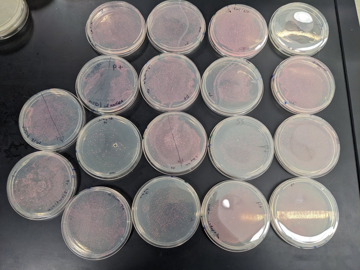 Day 2 is kicking off with super successful bacterial transformations!!! Stay tuned for gel electrophoresis photos! 

<a href="/ABEProgOffice/">Amgen Biotech Experience (ABE) Program Office</a> <a href="/AmgenCanadaGM/">Ugur Gunaydin</a> <a href="/AmgenFoundation/">Amgen Foundation</a> <a href="/Carleton_U/">Carleton University</a>