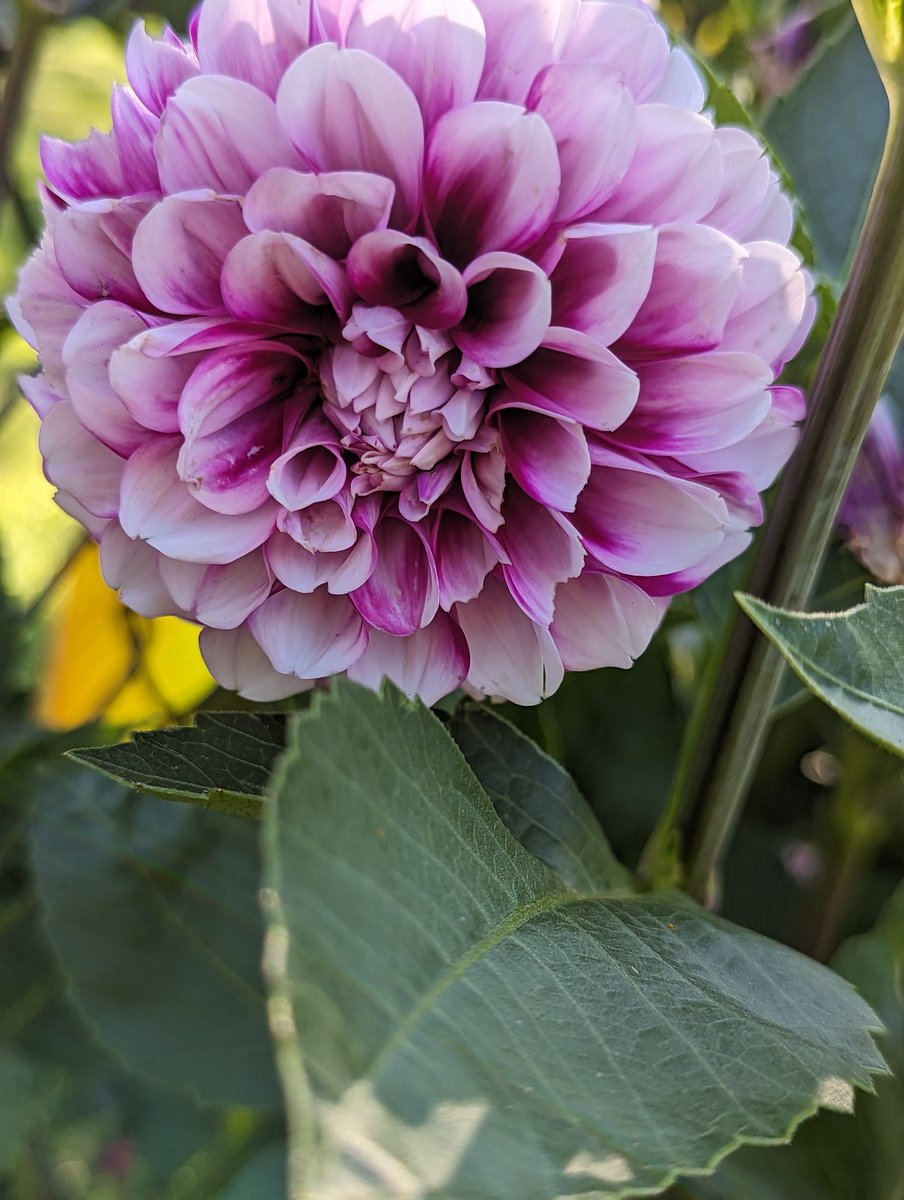 Josh Pollock 🌱🌵🌲 tweet media