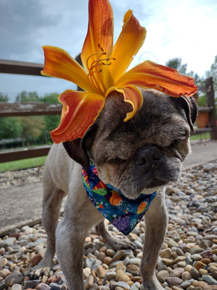 #FlashbackFriday it's a beautiful summer day that we're enjoying! We may not have too many PERFECT DAYS left so ENJOY THEM while they're here. WITH LOVE FROM ABOVE, ANGEL MUSHU😇😘 #FloofHeadsClub #puglife #dogsofx #dogsoftwitter #Summertime #memories #FridayFeeling #FridayVibes