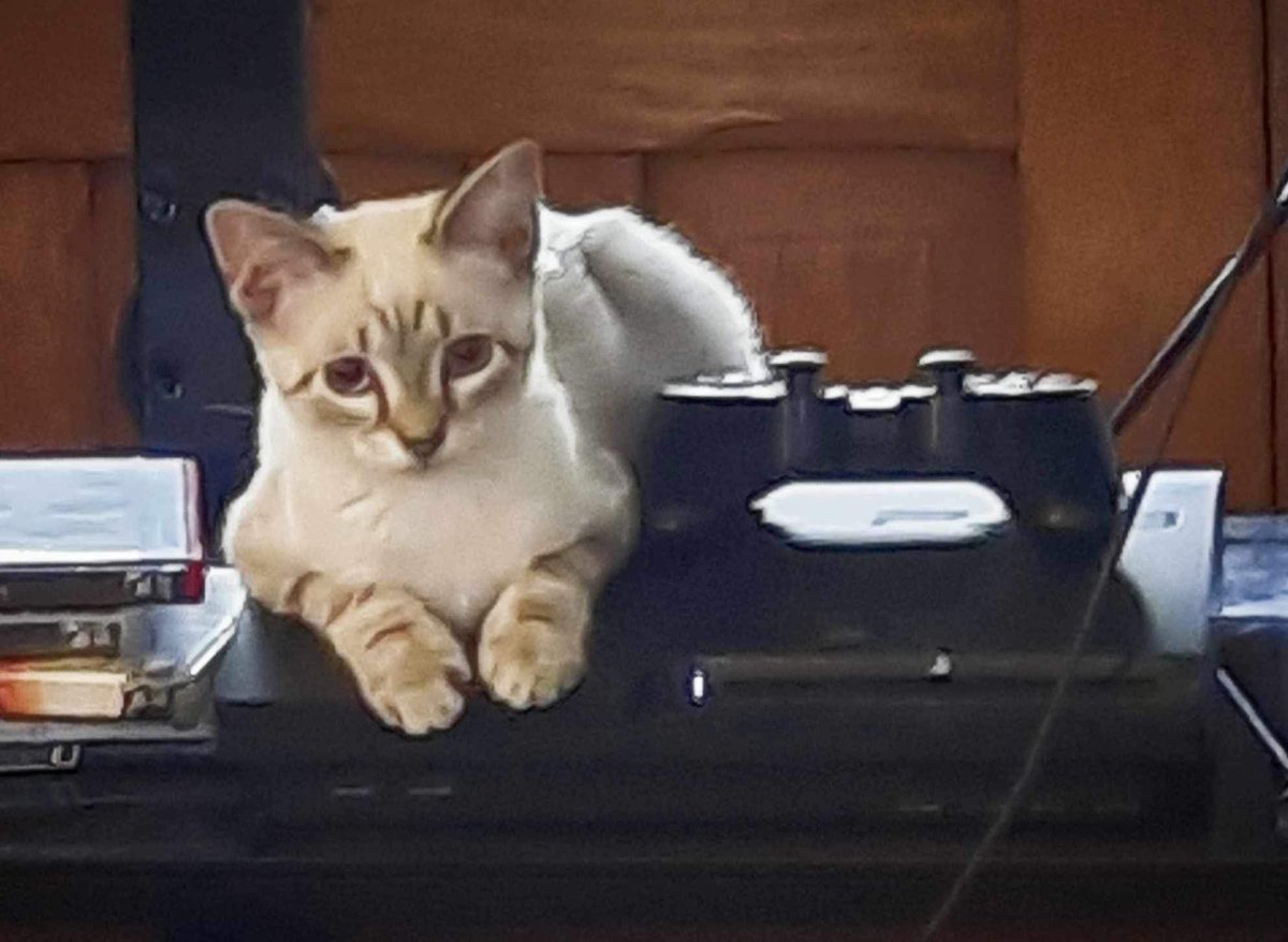 baeconic's tweet photo. Bean is a gamer gurl https://t.co/ayAYARQzNx