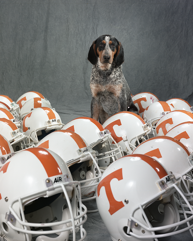 UTKLibraries's tweet photo. Our best boy Smokey through the decades, courtesy of UT Libraries Special Collections. #NationalDogDay
(From top left clockwise: 1956, 1974, 1981, 1992) https://t.co/IES3gkdnnG