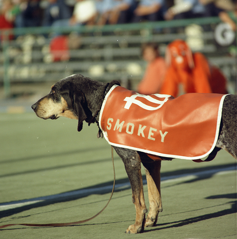 UTKLibraries's tweet photo. Our best boy Smokey through the decades, courtesy of UT Libraries Special Collections. #NationalDogDay
(From top left clockwise: 1956, 1974, 1981, 1992) https://t.co/IES3gkdnnG