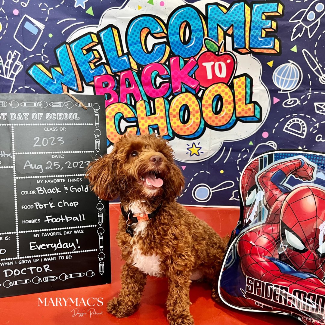 AWhiteWilliams's tweet photo. My Rufus “Back to School” picture!! He looks so happy!! @mm_doggieretreat #Malipoo https://t.co/2qo7W7X9E1