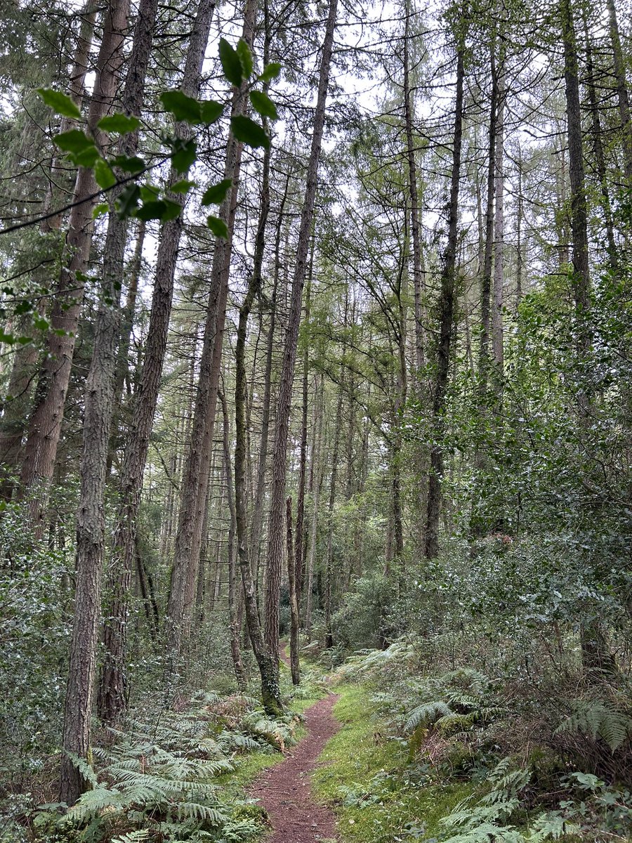 Betws y coed forest day 3