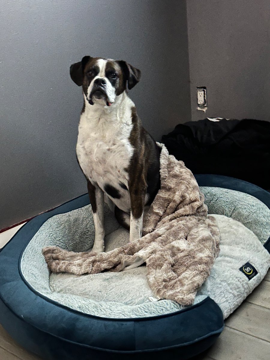 katnicole00's tweet photo. I can’t believe I have to say goodbye to my best friend. Heartbreak doesn’t even begin to describe what I’m feeling. I’ve never had a bond with an animal like I did with my boy. My heart is in a million pieces. I love you so much. https://t.co/IFKIOwD5vU