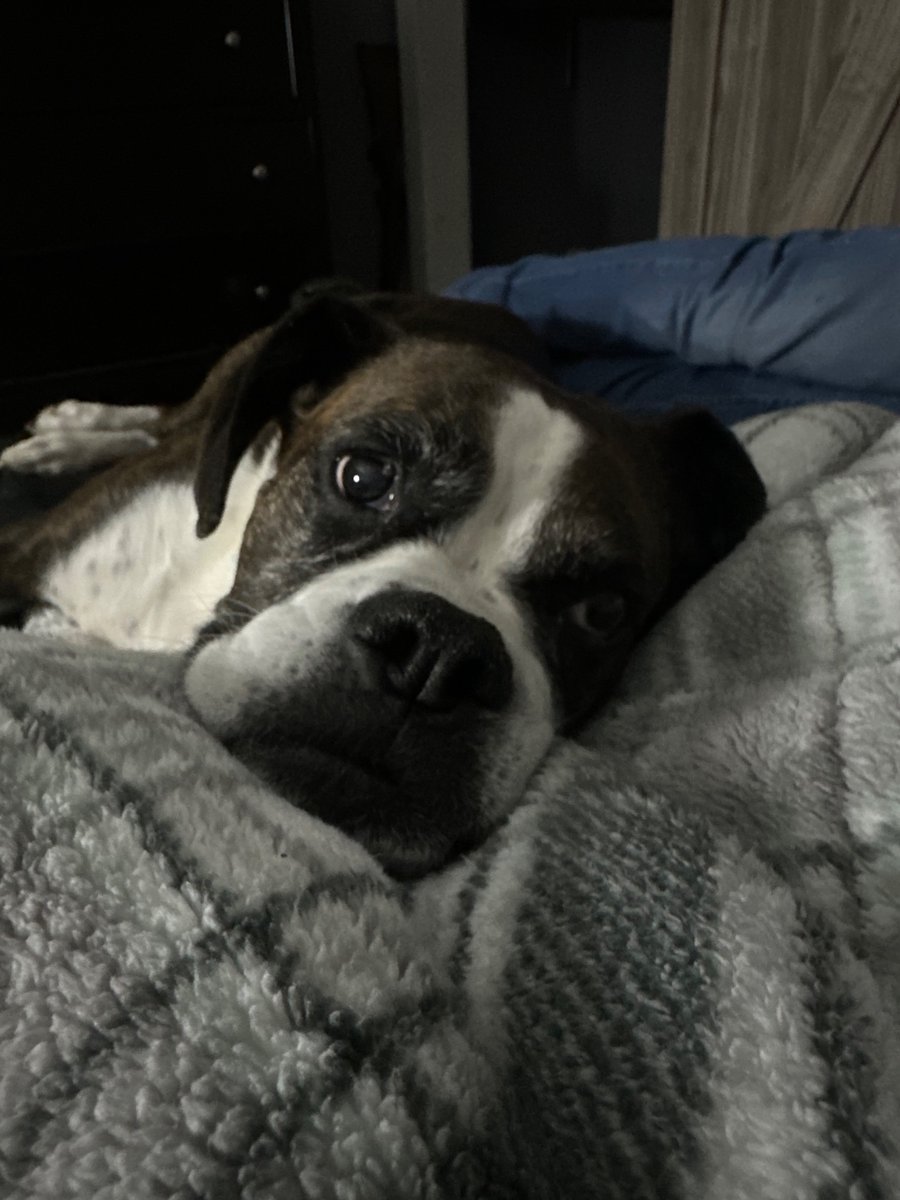 katnicole00's tweet photo. I can’t believe I have to say goodbye to my best friend. Heartbreak doesn’t even begin to describe what I’m feeling. I’ve never had a bond with an animal like I did with my boy. My heart is in a million pieces. I love you so much. https://t.co/IFKIOwD5vU
