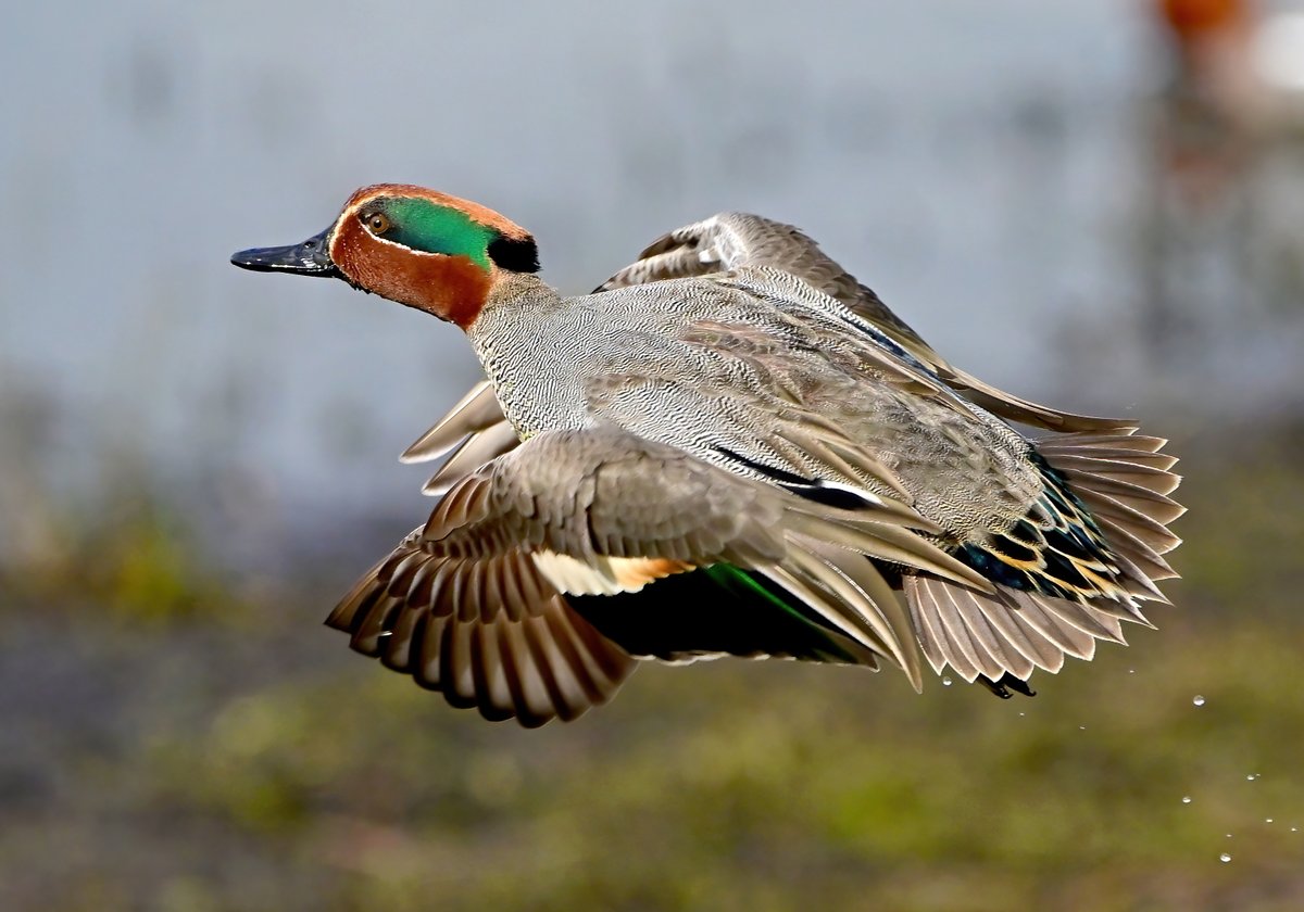 CarlBovisNature's tweet photo. Quick turning Teal! 😀😍🦆 https://t.co/M1DQ3gzJrx