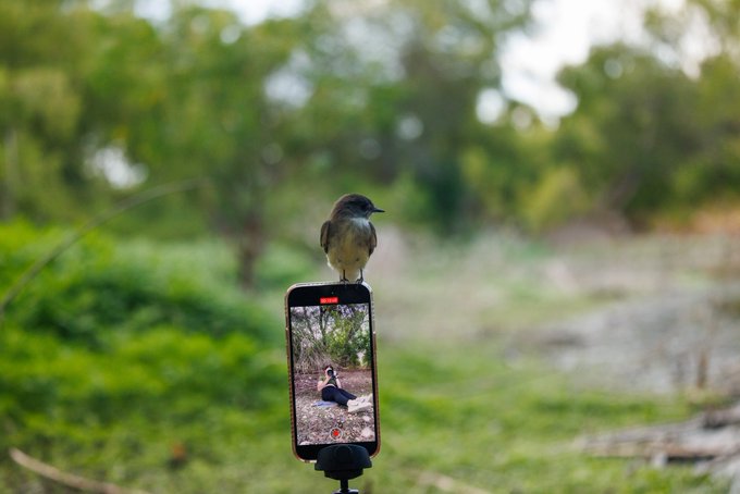 Who's taking pictures of who?  👀  An Eastern Phoebe sits on my phone. #TwitterNaturePhotography #birding<a href="/tag/birdwatching"class="tags"><span>#birdwatching</span></a><a href="/tag/birding"class="tags"><span>#birding</span></a><a href="/tag/twitternaturephotogra"class="tags"><span>#twitternaturephotogra</span></a>
