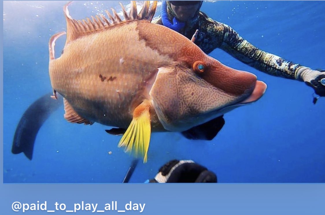 BahamasSportFishing tweet media