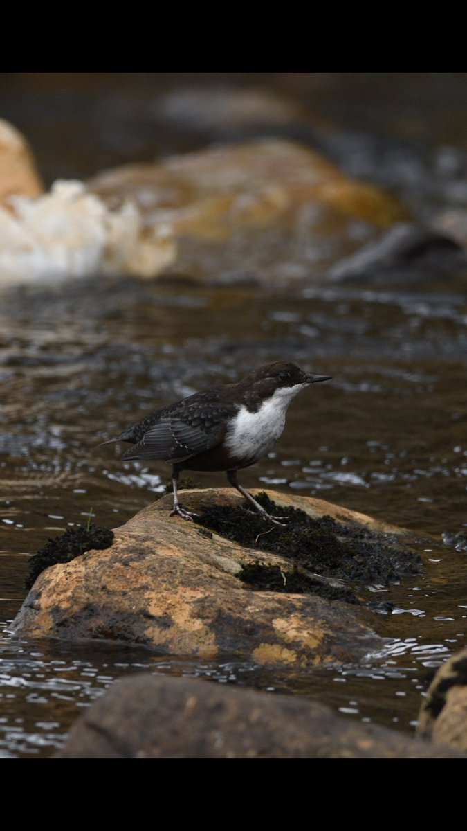 Dippers from up the 🌧 damp Durham Dales today