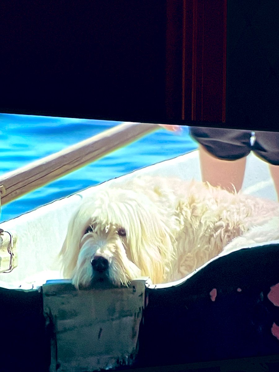 Met stip de leukste hond van  #benbvolliefde