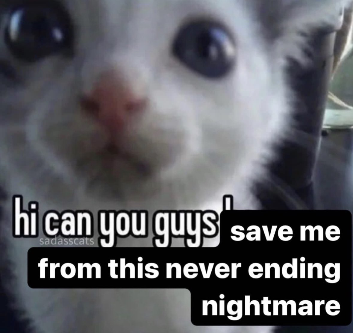 literallymecats's tweet image. 