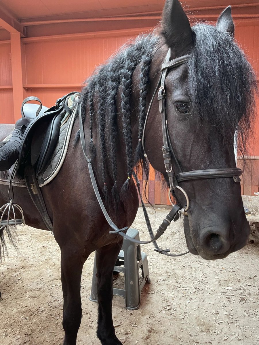 aryanejesusfer2's tweet photo. While  you are wasting your time, how many people are fighting for their  lives. Don't choose to be comfortable on the days when you should be  fighting the most.#friesian #kfps #equestriangirl #equestrian  #equinesofinstagram #horsemanship #animalphotography #photoshoot https://t.co/tDSUQbq4Yd