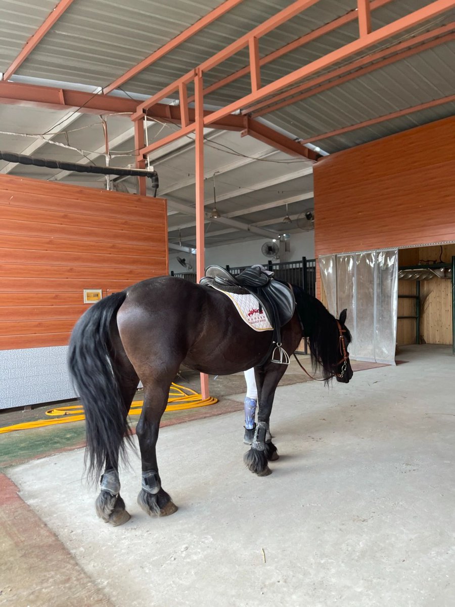 aryanejesusfer2's tweet photo. While  you are wasting your time, how many people are fighting for their  lives. Don't choose to be comfortable on the days when you should be  fighting the most.#friesian #kfps #equestriangirl #equestrian  #equinesofinstagram #horsemanship #animalphotography #photoshoot https://t.co/tDSUQbq4Yd