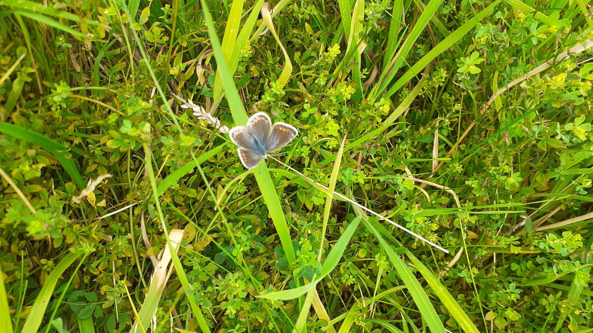 BaumberSteve's tweet photo. Great walk round Binbrook today. Saw a wake of buzzards a few common blue butterflies and not another soul in 10 miles- bliss https://t.co/64Mlo4uAi5