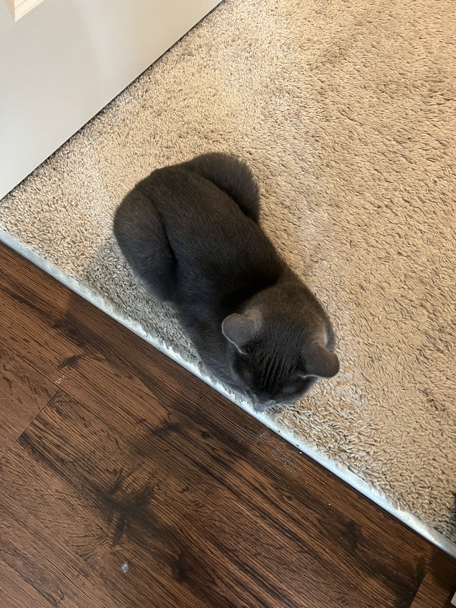 phil and rufus (party hat and party favor) tweet media