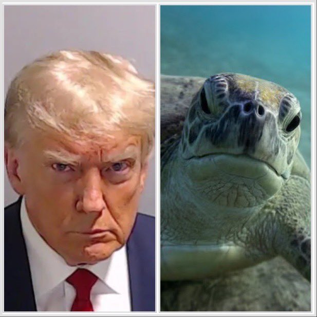 Angry little sea turtle 🤣🐢

C’mon, you see it too…

#TrumpMugShotDay