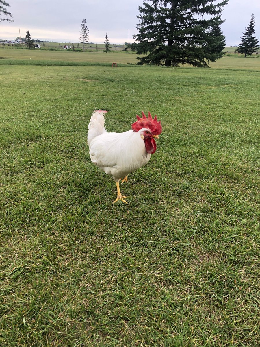 ASSMT_Tweets's tweet photo. Winner of the longest 'cluck'. #newgolfer #fore https://t.co/VDBgCrDXVj