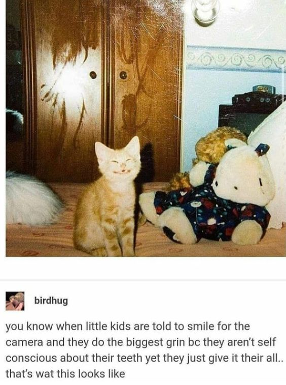 WholesomeMeme's tweet photo. https://t.co/1f7X9L0hyi