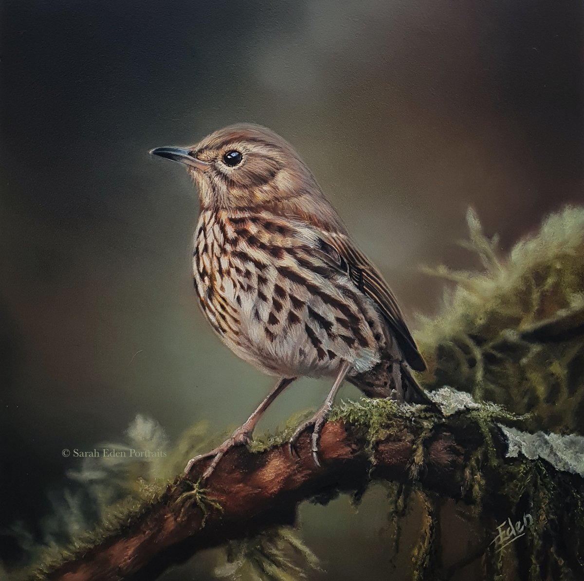 I absolutely love ending the week with a finished painting. Here is a beautiful Song Thrush to take you into the weekend. This will be for sale once dried, varnished and framed. Oil on board, 8 x 8'
#songthrush #gardenbirds #songbirds #thrush #ukbirds #birdpainting #oilpainting