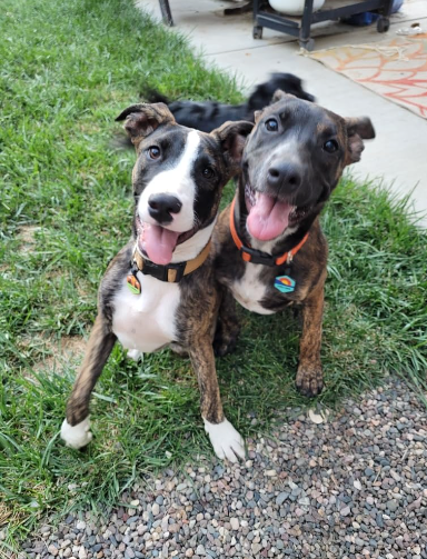 PetANtastic's tweet photo. Happy Friday!!!!!🥰🧡
Are we all as excited as these little guys about the weekend?😁

#pettastic #petantastic #smallbusiness #happy #friday #friyay https://t.co/Nlkk6mTXSc