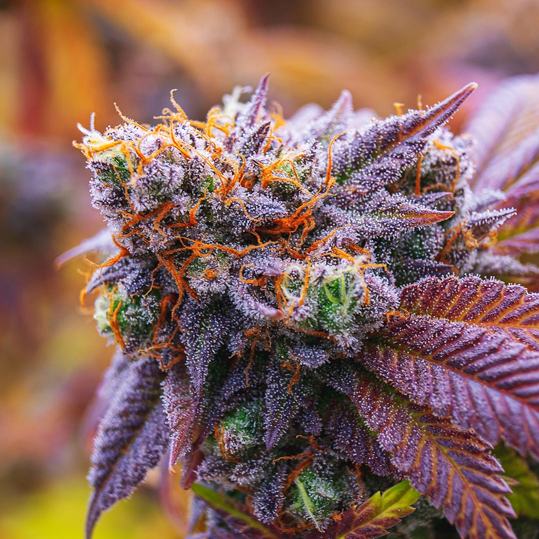 NuvuePharma's tweet photo. The air is filled with the earthy aroma of mature buds, and those trichomes are glistening like a million tiny diamonds – a sign that the moment of truth has arrived!
#HarvestWeek begins next week🥳
https://t.co/KXmsy4gevk
#NuVue #NuVuePharma #CoStateFair https://t.co/5tIU9lld90