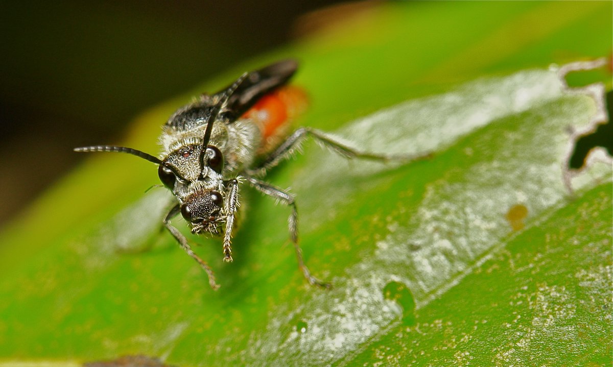 👀Four eyes👀
Velvet Ants (Trogaspidia suspiciosa, Mutillidae)
The small wingless female of this wasp genus is carried around in the jaws of the larger winged male during courtship and mating.
flic.kr/p/d5E6a3
#insect #China #Yunnan #entomology #Hymenoptera #itchydogimages