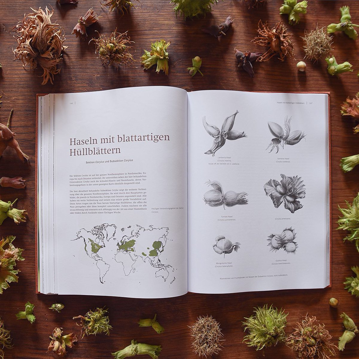 'Die Haselnuss' is out now. A comprehensive portrait of the genus Corylus. The new monograph has 256 pages with about 600 photographs, illustrations and graphics. It presents all species of hazelnuts, which are widespread over the norther Hemisphere as well as many hybrids and…