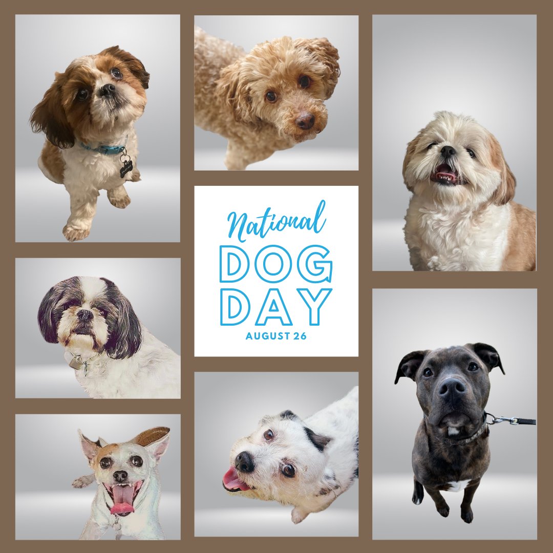SteriLogix_'s tweet photo. Happy #NationalDogDay! This weekend we're celebrating the unconditional love of the past and present canine companions of SteriLogix.

Who is celebrating with us? Share a photo here! https://t.co/evAfCnFxbW