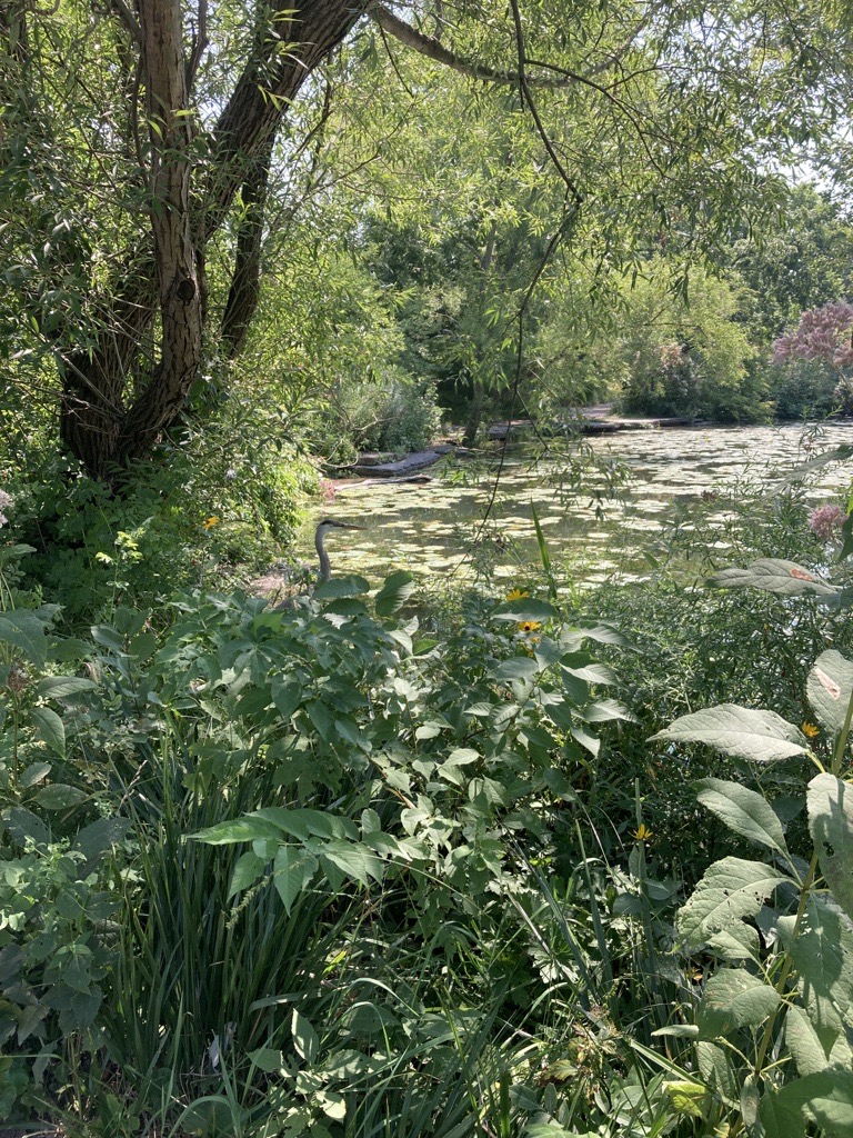 LPConservancy's tweet photo. Happy Friday! Here's another "Where's Waldo?" of wildlife in the beautiful #alfredcaldwelllilypool. #LP4Me #lincolnparkchicago #chicagonature #urbannature #greatblueheron #heron #chicagobirding https://t.co/vE8x6tfQty