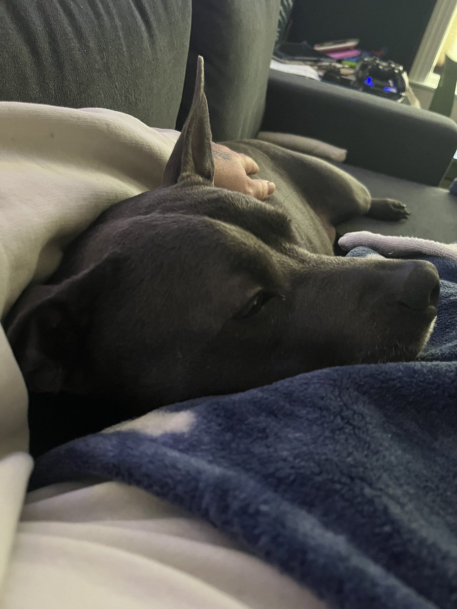 SunderedA's tweet photo. Day 3 of COVID quarantine and my dog trying to snuggle me back to health. I was hoping the time off work would let me get caught up and back on release schedule, but I barely have energy to lay on the couch and binge anime. https://t.co/UVE9qQPTld