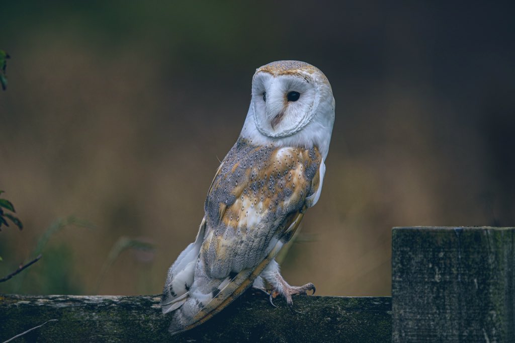 Jeff’s Wildlife Photography tweet media
