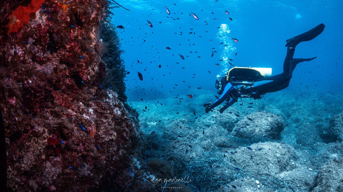 DAN_Europe's tweet photo. Diving into the weekend like 🌊🤿

Wishing everyone an incredible scuba adventure filled with breathtaking underwater sights and unforgettable memories.
Stay safe with DAN Europe!
-
#weekend #diving #daneurope #dantastic #tgif https://t.co/XDcWiNxP9c