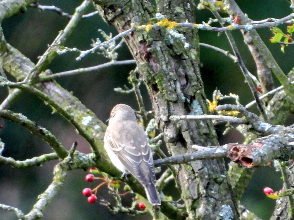 #crofthill 4 #spotflys 4 #chaffinches 8 #chiffchaff numbers increasing nicely. 2 #paintedladies on the summit, as a bonus. 1 spotfly is really well marked, too. @Nature_Spot