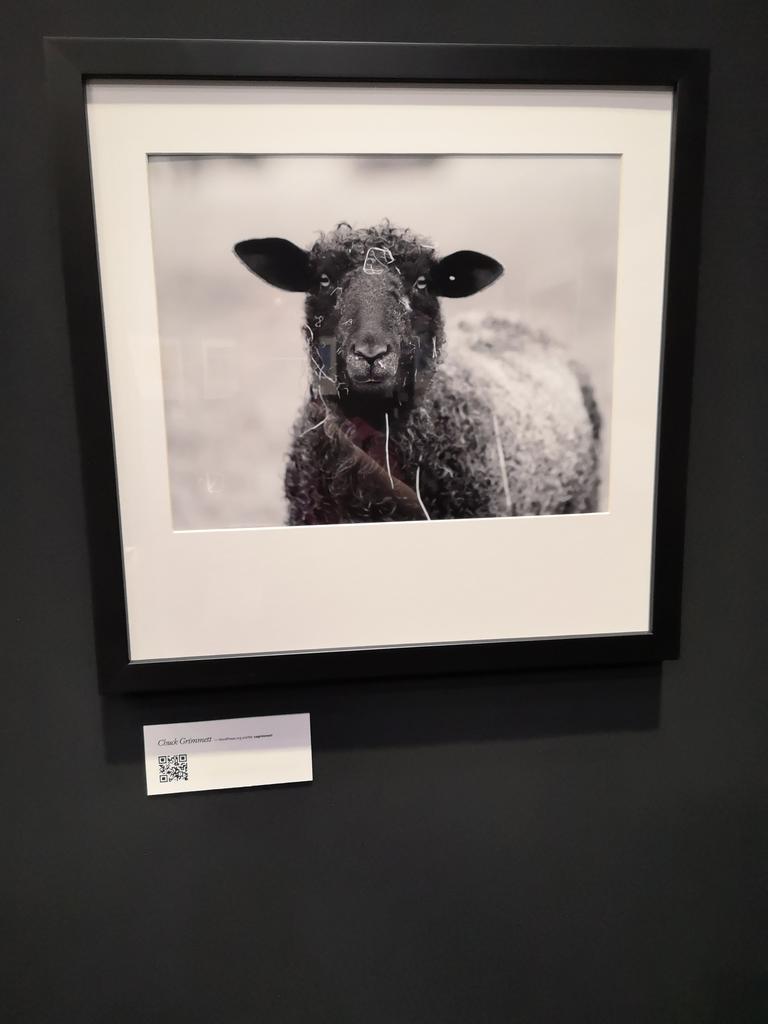 carolinapoena's tweet image. My favorite is the sheep 🐑
#OpenSourceArt